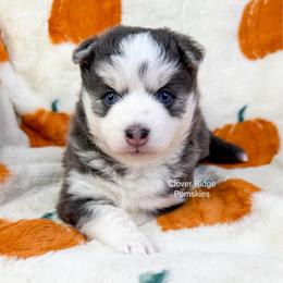 Artesia - Blue female Pomsky puppy in Sheffield, Iowa from Clover Ridge Pomskies
