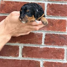 Ice Cream - Gray - Phantom female Bernedoodle puppy in Charleston, South Carolina from Palm Belle Doodles