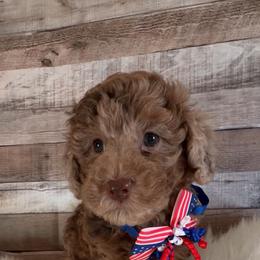 Atlas - Merle male Goldendoodle puppy in Decatur, Texas from Scherrer Sweet Goldendoodles