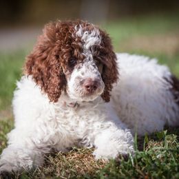 Goldendoodles from NC Mountaindoodles