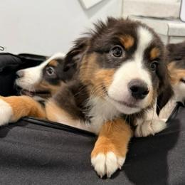 Slate - Black tri male Miniature American Shepherd puppy in Phoenix, Arizona from Outlaw Minis