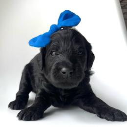 Dryad - Black female Goldendoodle puppy in Mount Pleasant, Tennessee from Doodle My Heart