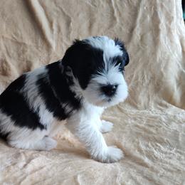 Athena - Parti female Miniature Schnauzer puppy in Diana, Texas from Happy Pawz Schnauzers