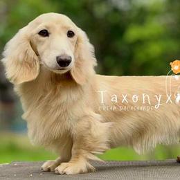 Dachshund puppies from Taxonyx Cream Dachshunds