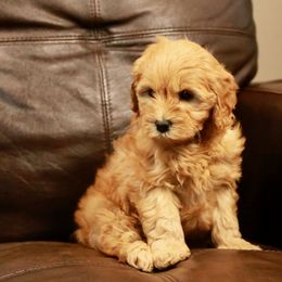 Goldendoodle Puppies from 307 Mini Goldendoodle