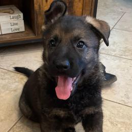 Purple collar - Sable female German Shepherd puppy in Pahrump, Nevada from Wachhund Kennels
