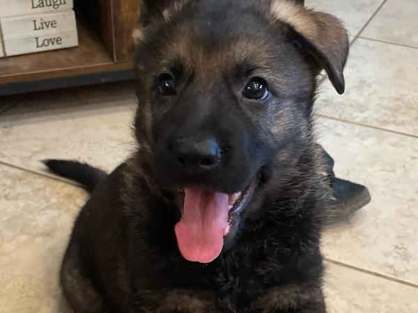 Purple Collar, sable German Shepherd puppy