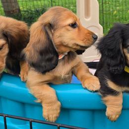 Gus - Red male Dachshund puppy in Orfordville, Wisconsin from Spring Valley Dachshunds