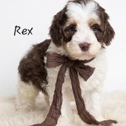 Rex - Liver white and tan male Springerdoodle puppy in Fargo, North Dakota from Dakota SpringerDoodles
