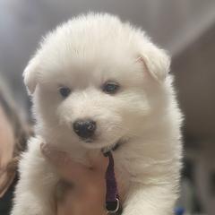 Prince - White male American Eskimo Dog puppy in Grants Pass, Oregon from SnH Eskies