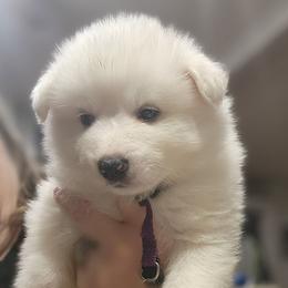Prince - White male American Eskimo Dog puppy in Grants Pass, Oregon from SnH Eskies