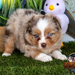 Mesa - Red merle female Toy Australian Shepherd puppy in Granbury, Texas from Best Little Aussies