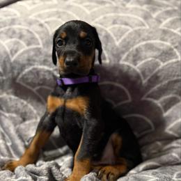 Girl 7 - Black and rust female Doberman Pinscher puppy in Lake City, Florida from Paintedcrazy Doberman Pinchers