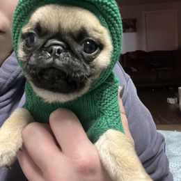French Bulldog and Pug Puppies from Peachy Pugs