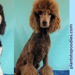 Aussiedoodles, Poodles, and Sheepadoodles from BellCoop Ranch