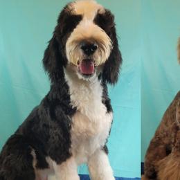 Aussiedoodles, Poodles, and Sheepadoodles from BellCoop Ranch