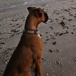 Boxers from Smith's Boxers