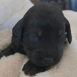 Zurg - Tri-color male Labradoodle puppy in Centerville, Utah from Reid Wasatch Doodles