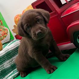 Blue - Chocolate male Labrador Retriever puppy in Heath Springs, South Carolina from Rich Hill Retrievers