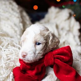 Carlisle - male Australian Mountain Doodle puppy in Redding, California from Farmstead Doodles