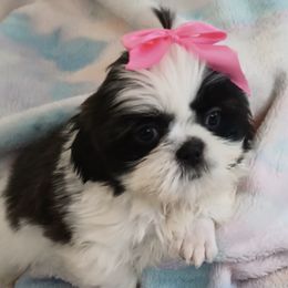 Shih Tzus from Marlene Babies