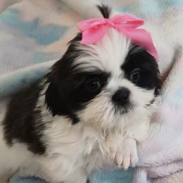 Shih Tzus from Marlene Babies