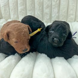 Goldendoodle puppies from Desert Paws Doodles
