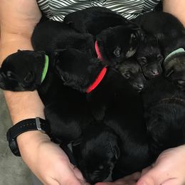 German Shepherd Puppies from Haus Des Bergschatten