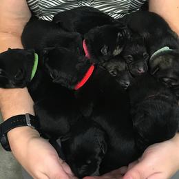 German Shepherd Puppies from Haus Des Bergschatten
