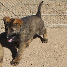 Yellow Boy 3 - Sable male German Shepherd puppy in Lake George, Colorado from High Country German Shepherds