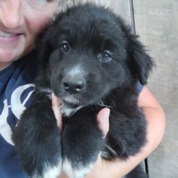 Australian Shepherd Puppies from Copeland's Kennels