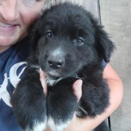 Australian Shepherd Puppies from Copeland's Kennels
