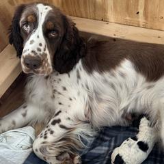 Springerdoodles from Cooper’s Mini Doodles