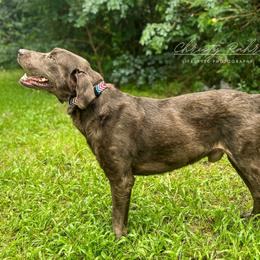 Roscoe - Dilute Retriever