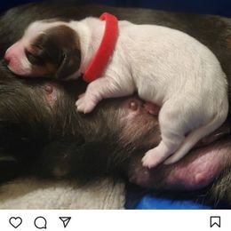 Dachshund Puppies from Royal purple doxies