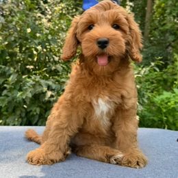 Faye - Red female Australian Labradoodle puppy in Lake Zurich, Illinois from Rellie  Labradoodles