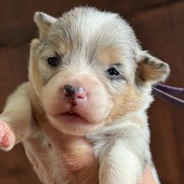 Honey-Purple collar - Blue merle and white female American Corgi puppy in Benjamin, Utah from Nuna’s  Corgis