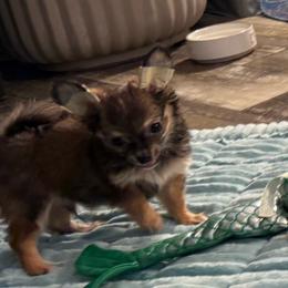 Henry - Fawn male Chihuahua puppy in Summerfield, Florida from Uey’s Chihuahuas