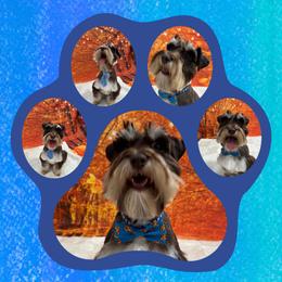 Bruno - Miniature Schnauzer
