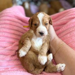 Quiver - Red  male Goldendoodle puppy in Orangevale, California from Ugly Dad Doodles