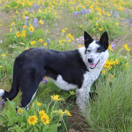 Teal - Border Collie