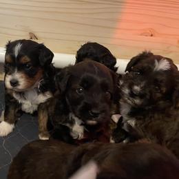 Aussiedoodle Puppies from Saguaro Jasper Aussiedoodles