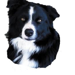 Border Collies from Lonesome Me Border Collies