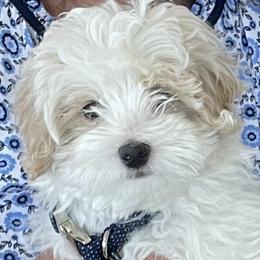 Maltipoo Puppies from Ollie-Pop Paws Breeding