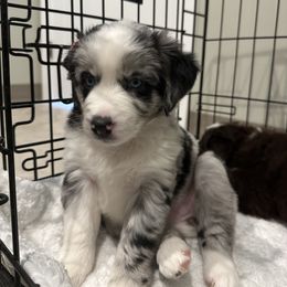 Miniature Australian Shepherd Puppies from Southern Charmers