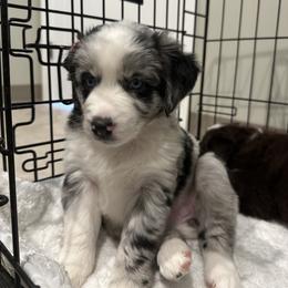 Miniature Australian Shepherd Puppies from Southern Charmers