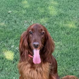 Luna - Irish Setter