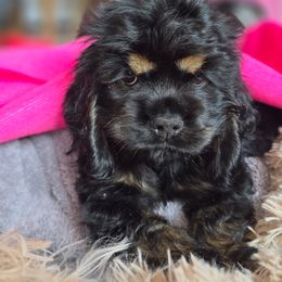 Pup 1 - Black white and tan female Cocker Spaniel puppy in Renton, Washington from Cam’s Cockers