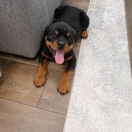 Arko - Black and mahogany male Rottweiler puppy in Denver, Colorado from Denver Rottweilers