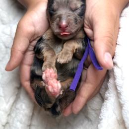 Tricolor merle female micro - Merle female Bernedoodle puppy in Crete, Illinois from Plum Valley Pups